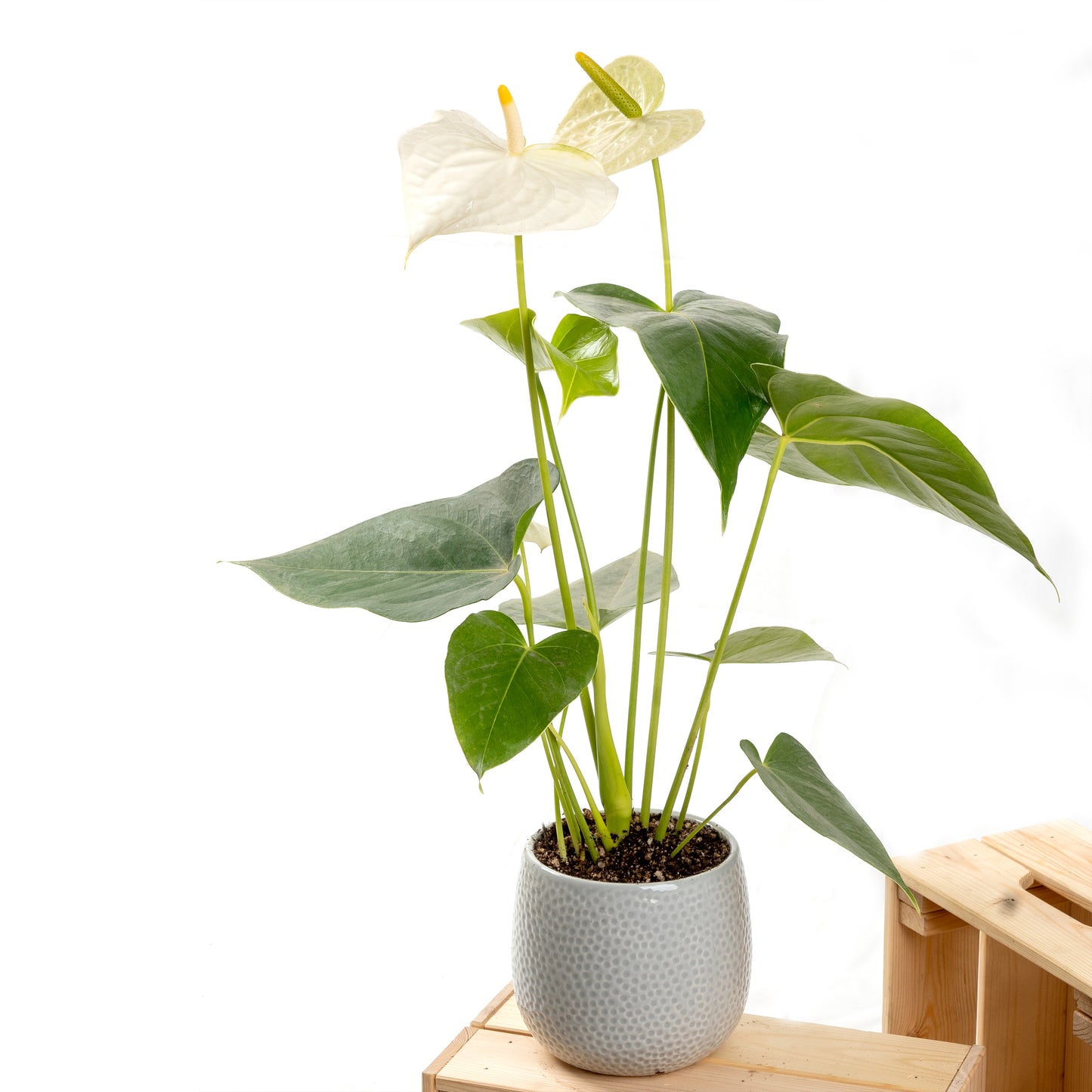 White Anthurium