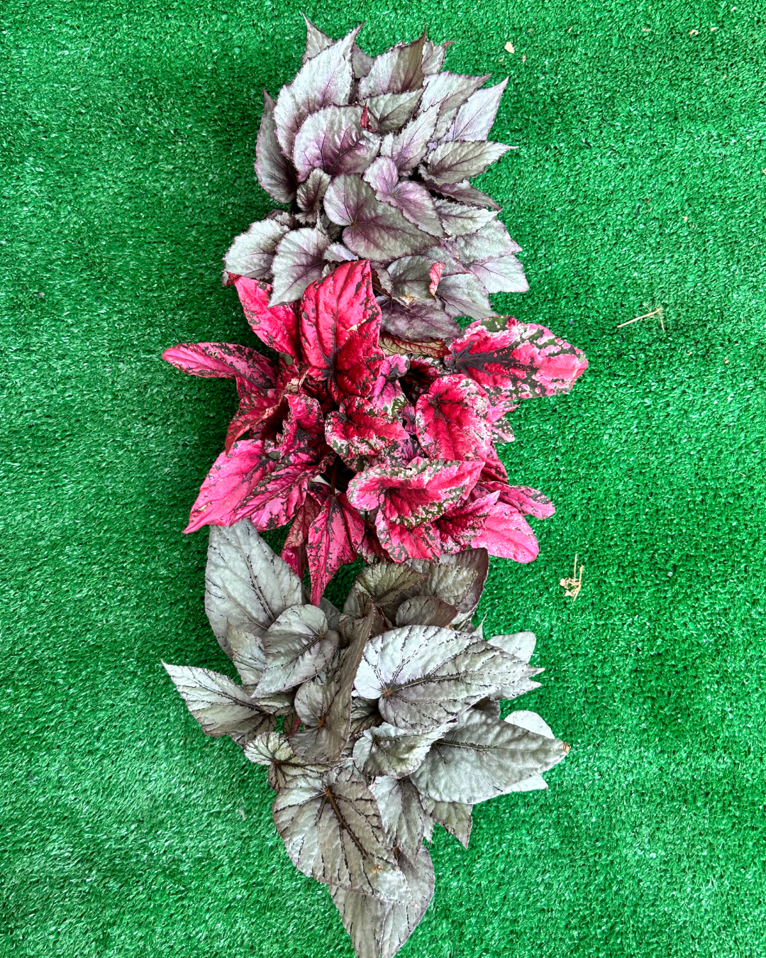 Begonia