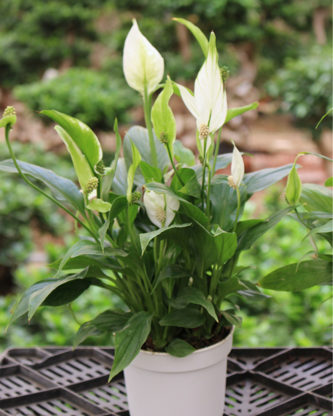 Peace Lily