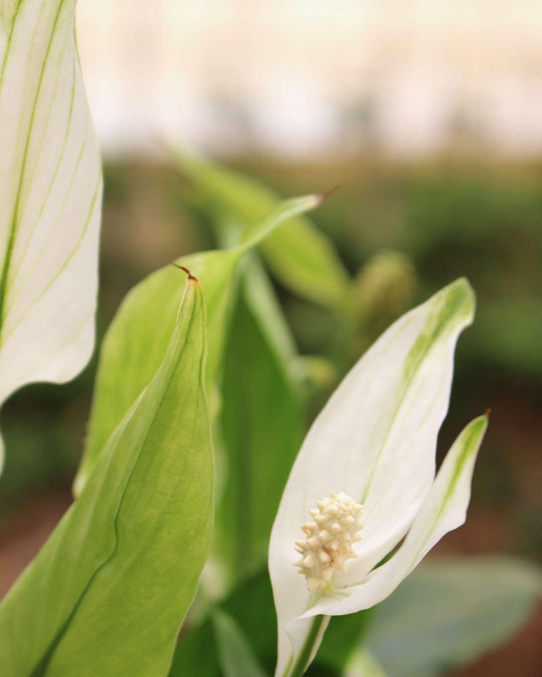 Peace Lily