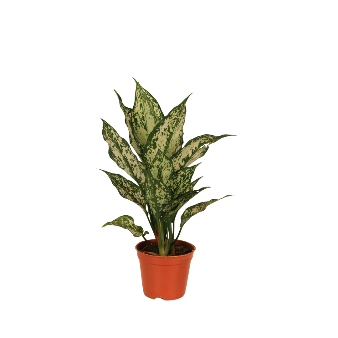 aglaonema sil Aglaonema Silk