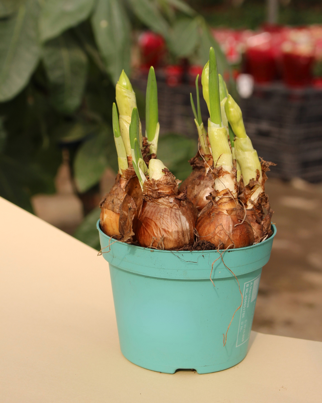 Daffodil Bridal Crown