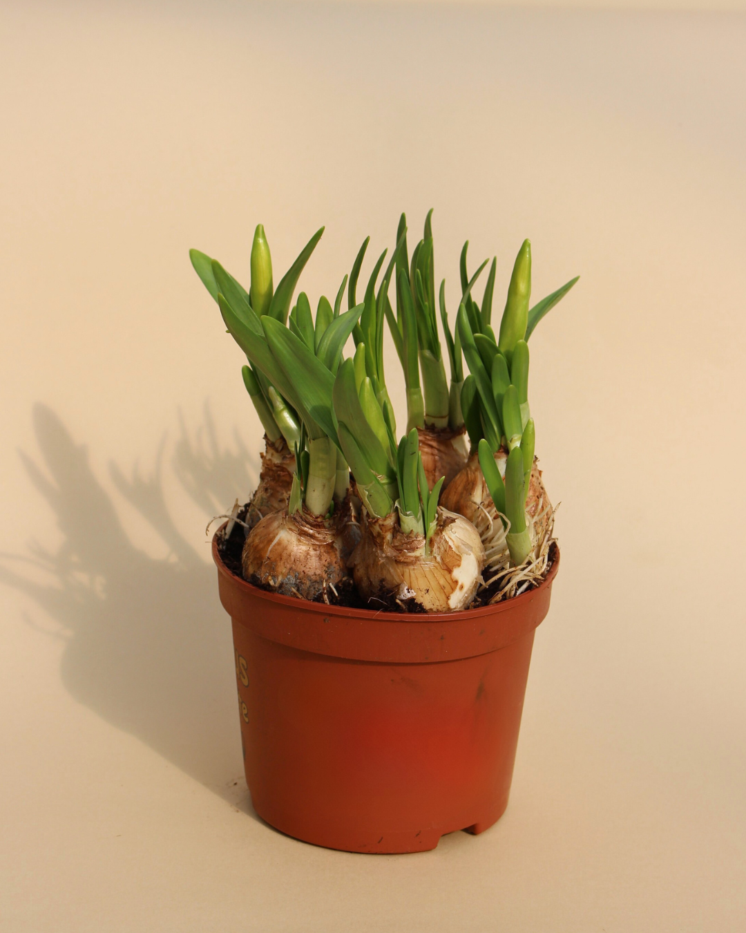 Daffodil Tête-à-Tête