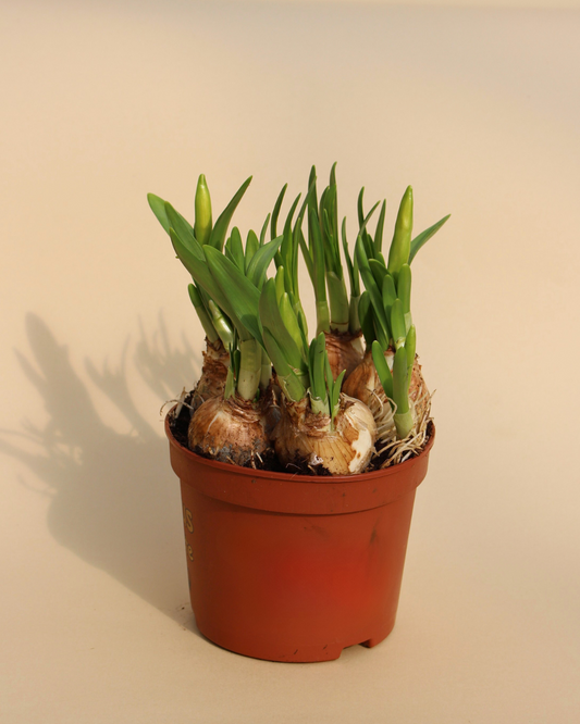 Daffodil Tête-à-Tête
