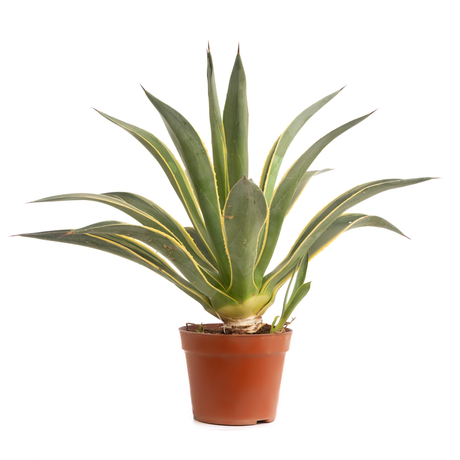 agawa kaktus Agave Cactus – Floramix