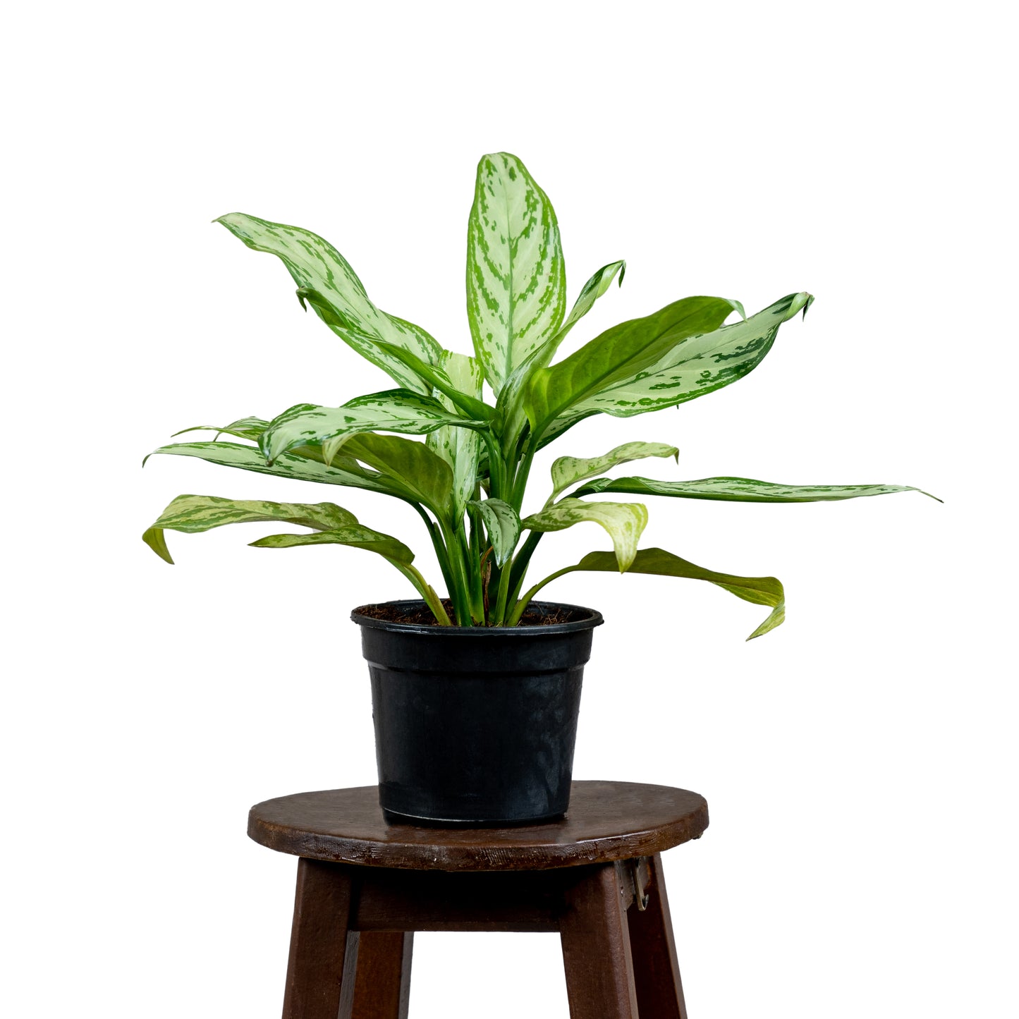 Aglonema Silver Queen