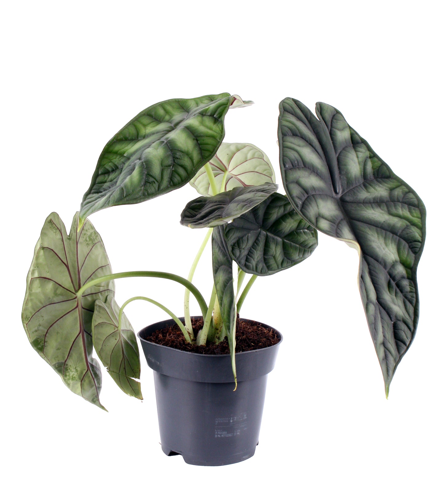 Alocasia Dragon Scale, a captivating plant with dragon scale-like textures on its leaves, thriving in bright, indirect light.
