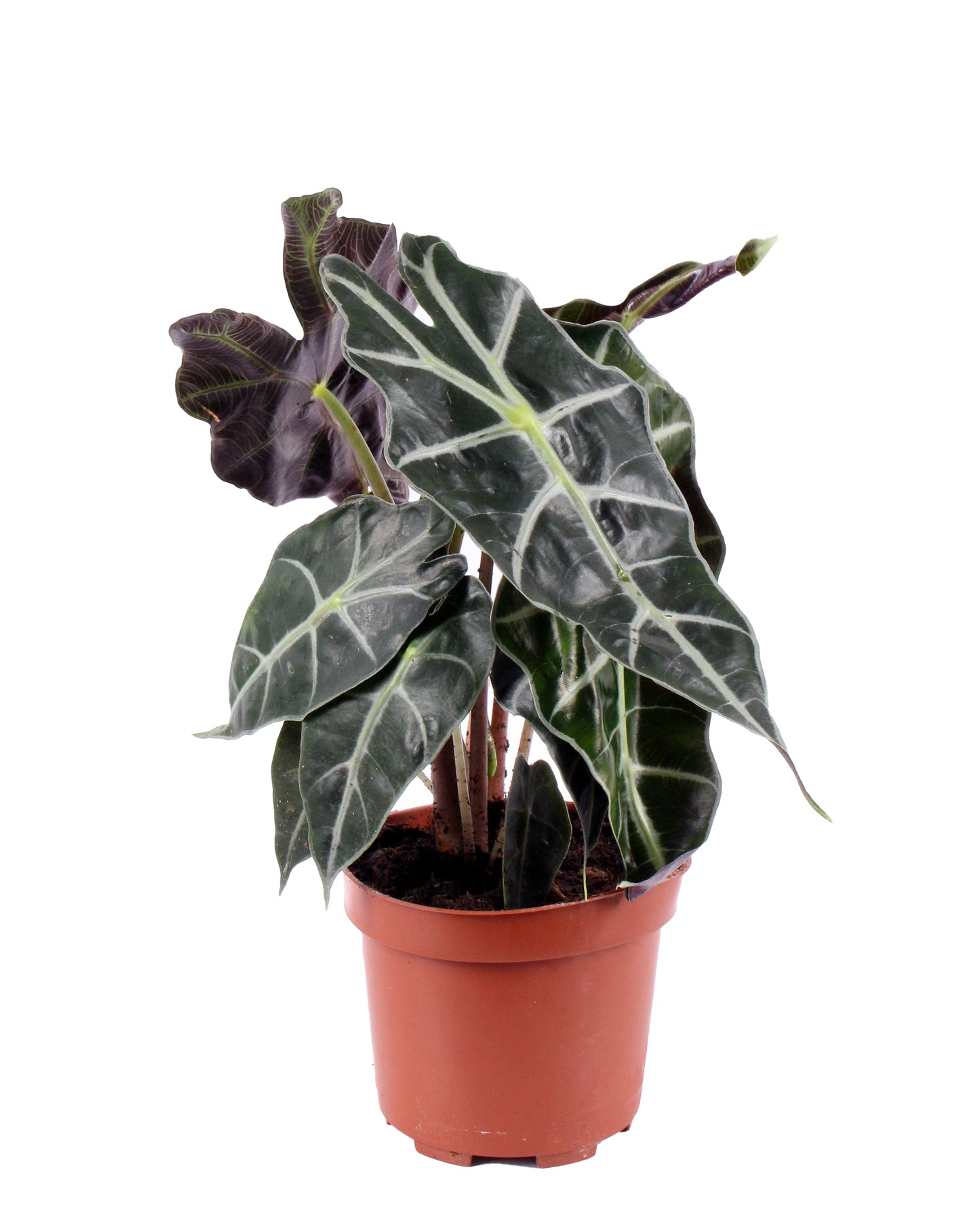 Alocasia Polly, a striking tropical plant with arrowhead-shaped leaves featuring bold veins, adding modern and exotic flair to any indoor space.