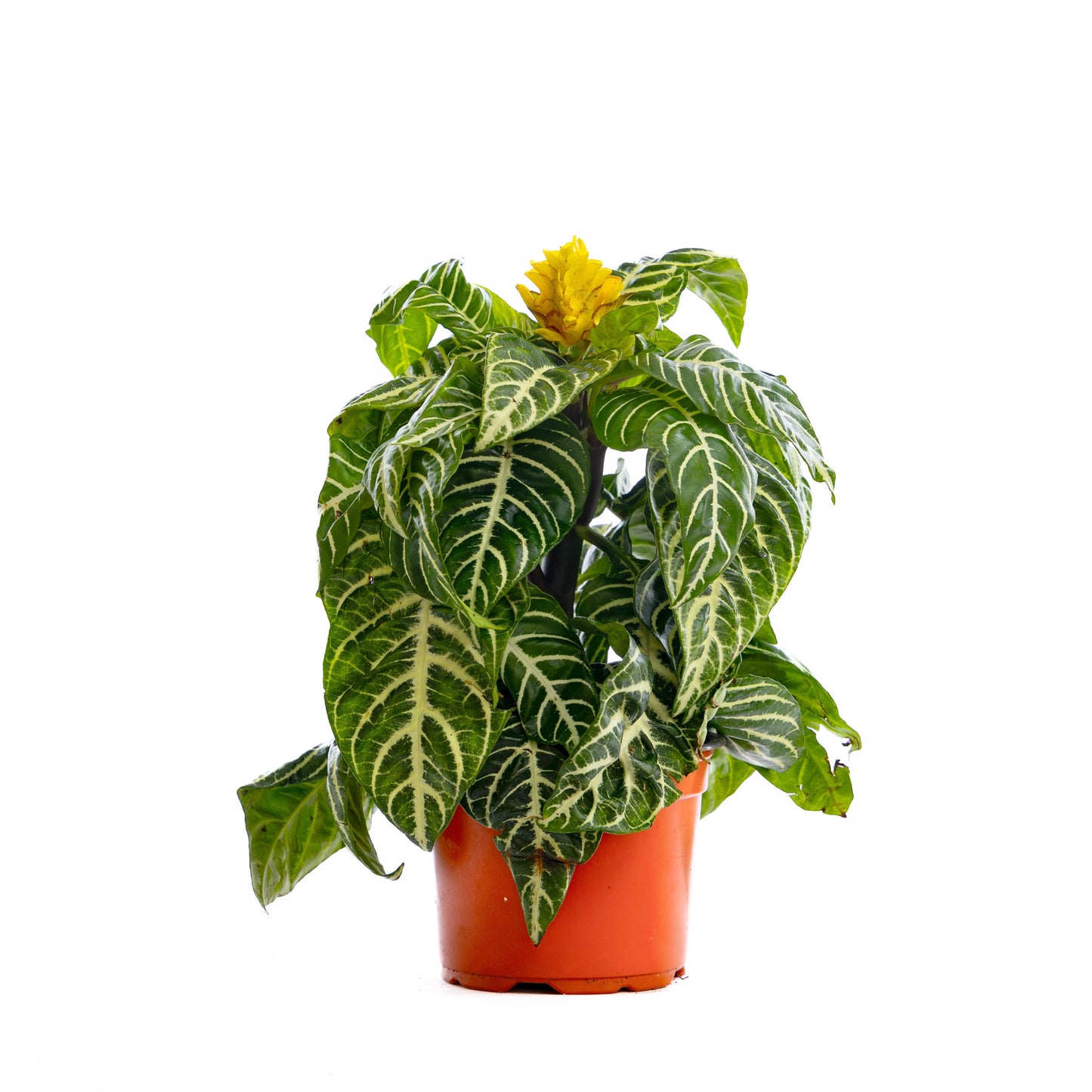 Aphelandra Squarrosa Dania, a tropical masterpiece with vibrant leaf patterns, perfect for modern and traditional interiors, thriving in bright indirect light.