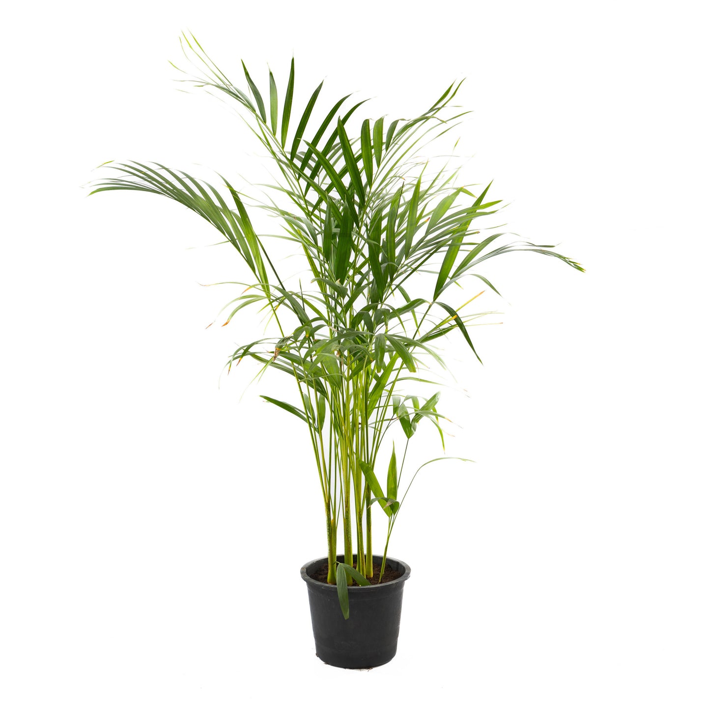 Areca Palm an easy to maintain plant for your indoors area