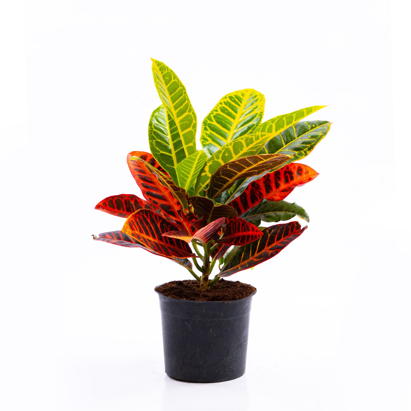 Croton Petra