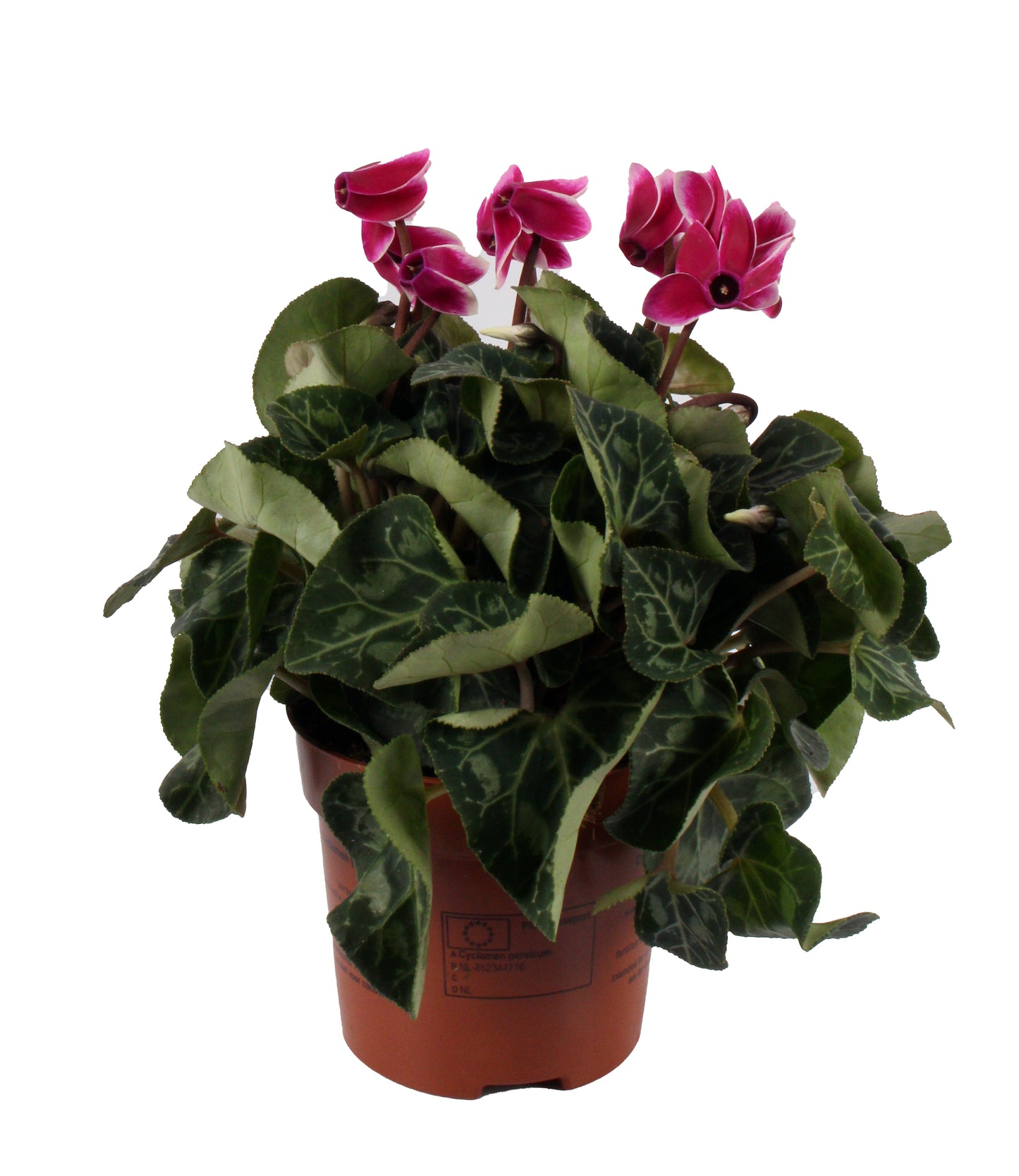 Pink Cyclamen Kloemig Super, a floral masterpiece in soft pink hues, adaptable to modern and traditional interiors, adding a touch of nature's grace.