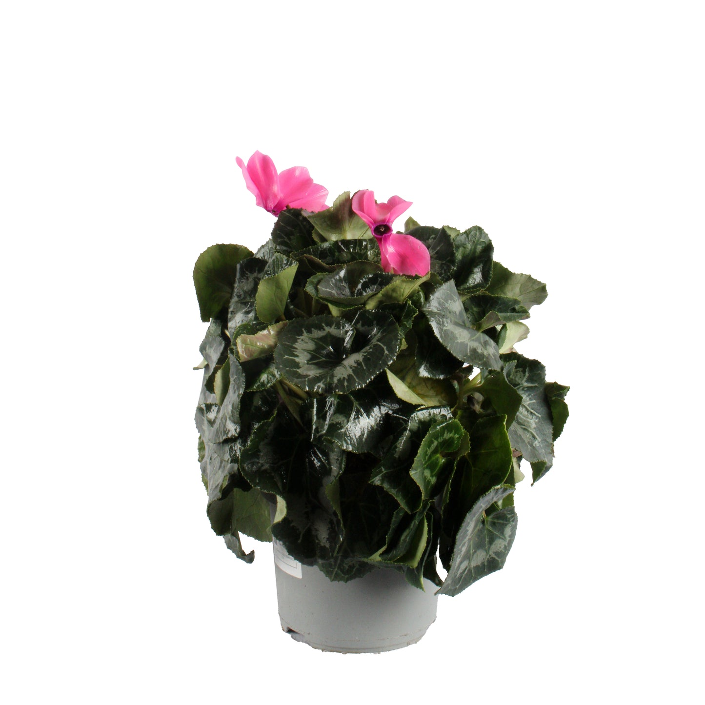 Pink Cyclamen