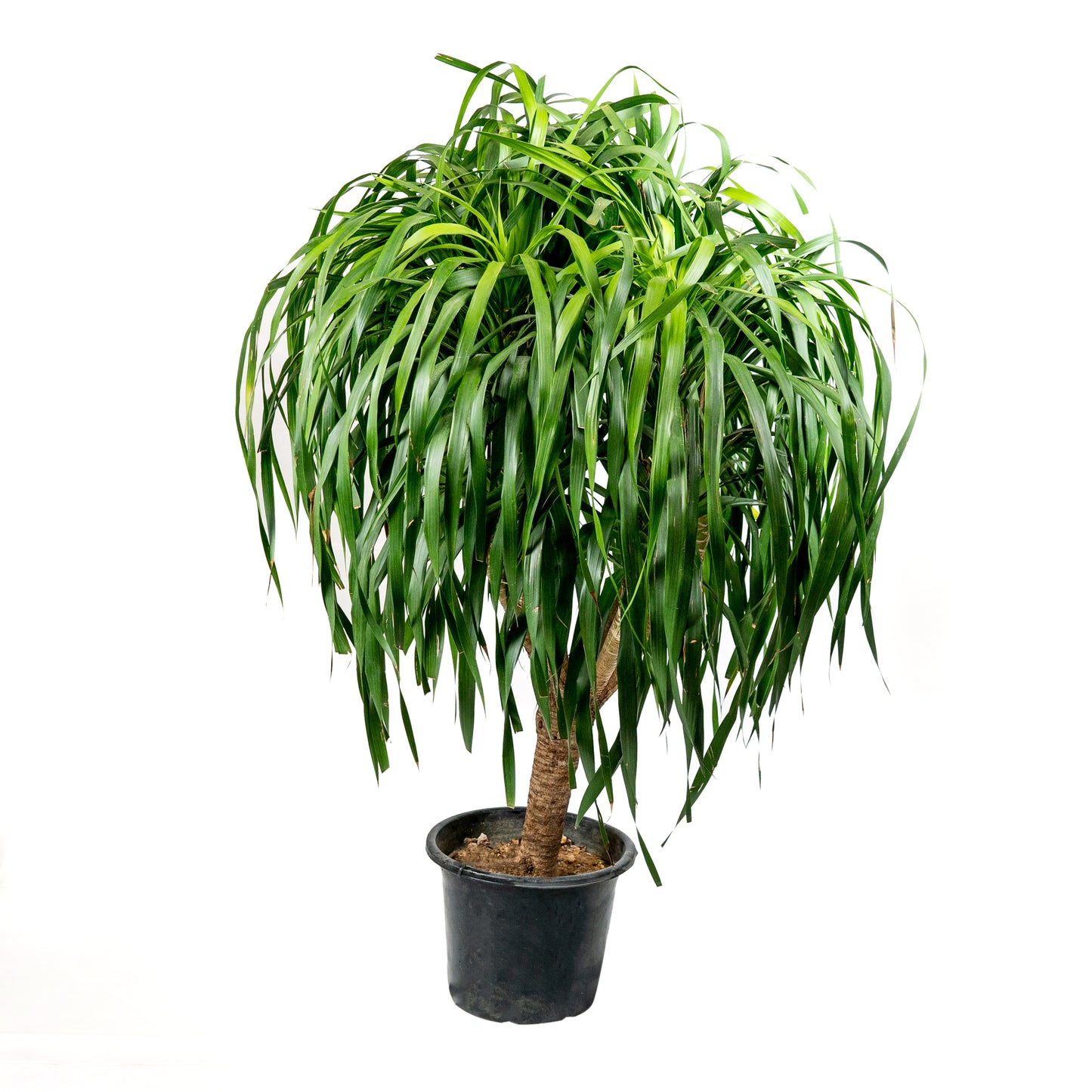 Dracena Draco