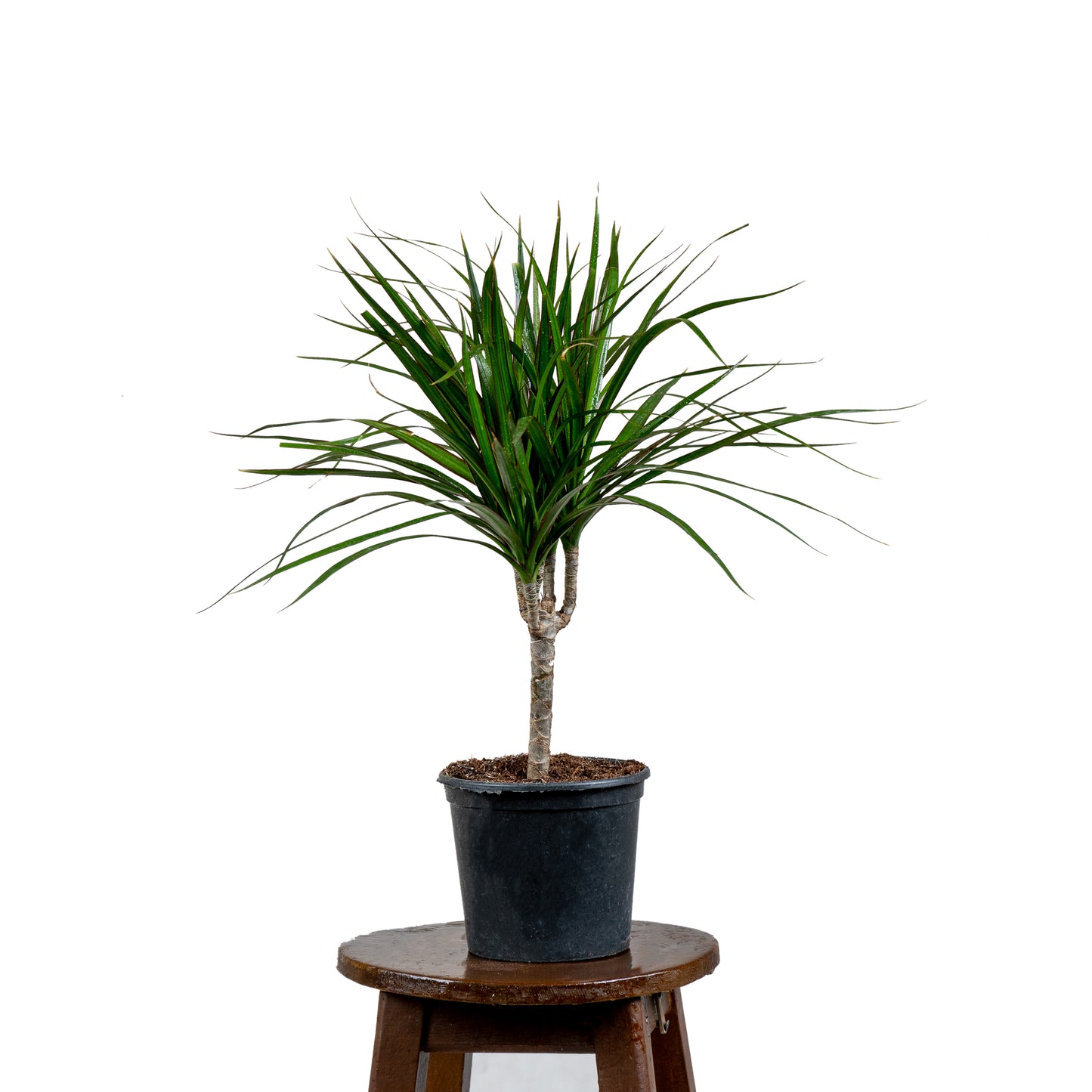 Dracena Marginata