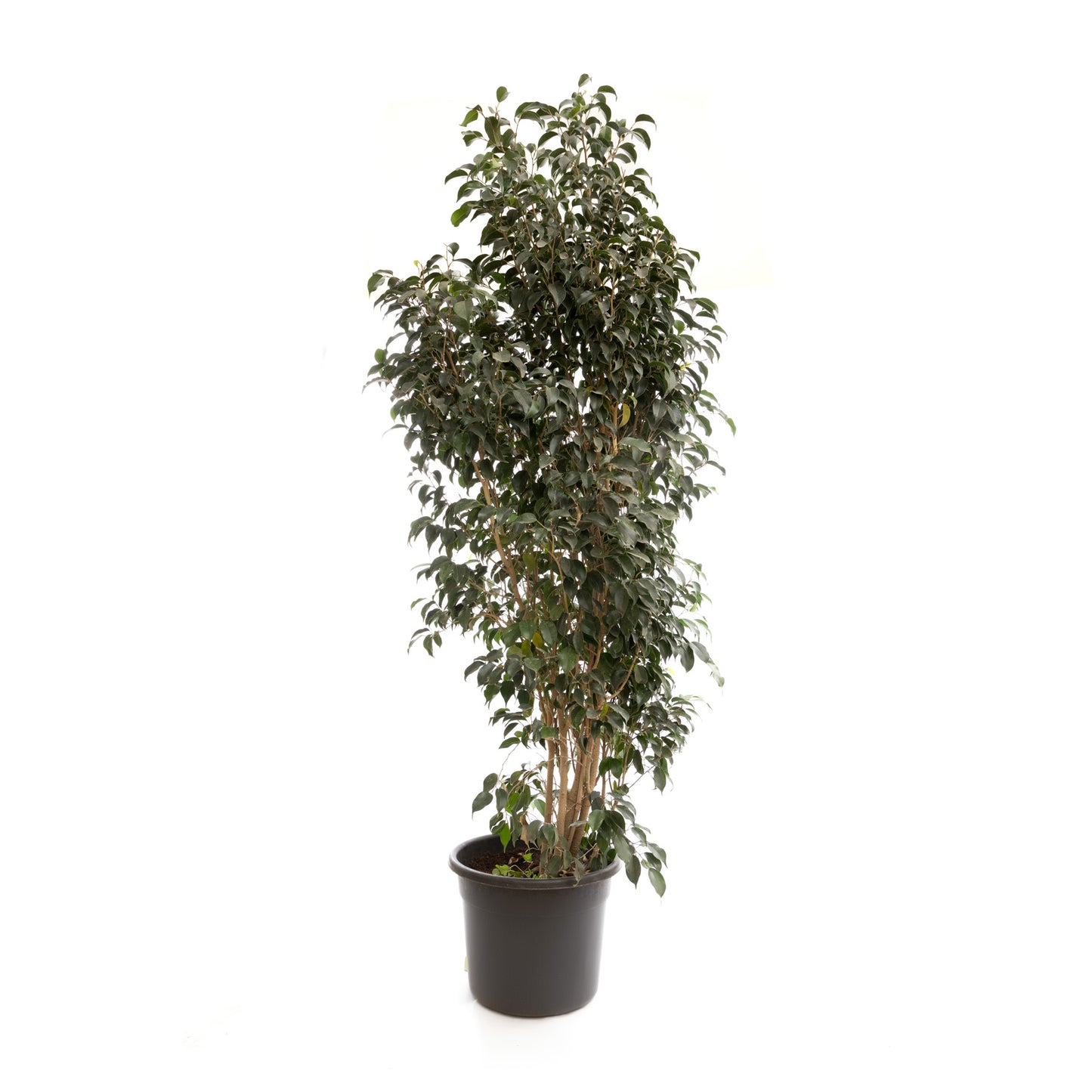 Ficus Benjamina, also known as the Weeping Fig, with glossy leaves and drooping branches.