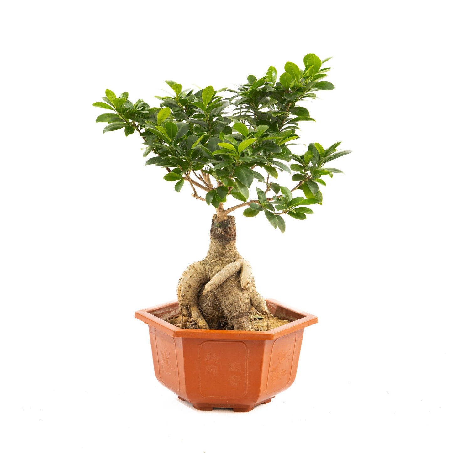 Ficus Ginseng, a botanical masterpiece with twisted trunks and glossy leaves, perfect for modern and traditional interiors, thriving in bright indirect light.