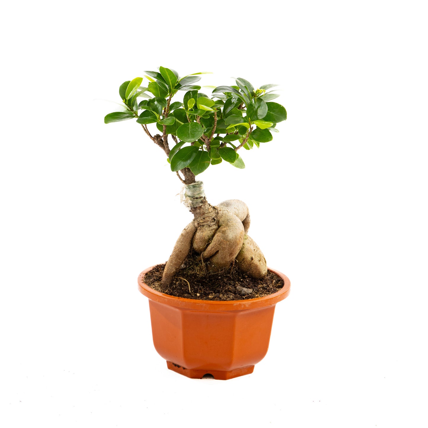 Ficus Ginseng, a botanical masterpiece with twisted trunks and glossy leaves, perfect for modern and traditional interiors, thriving in bright indirect light.
