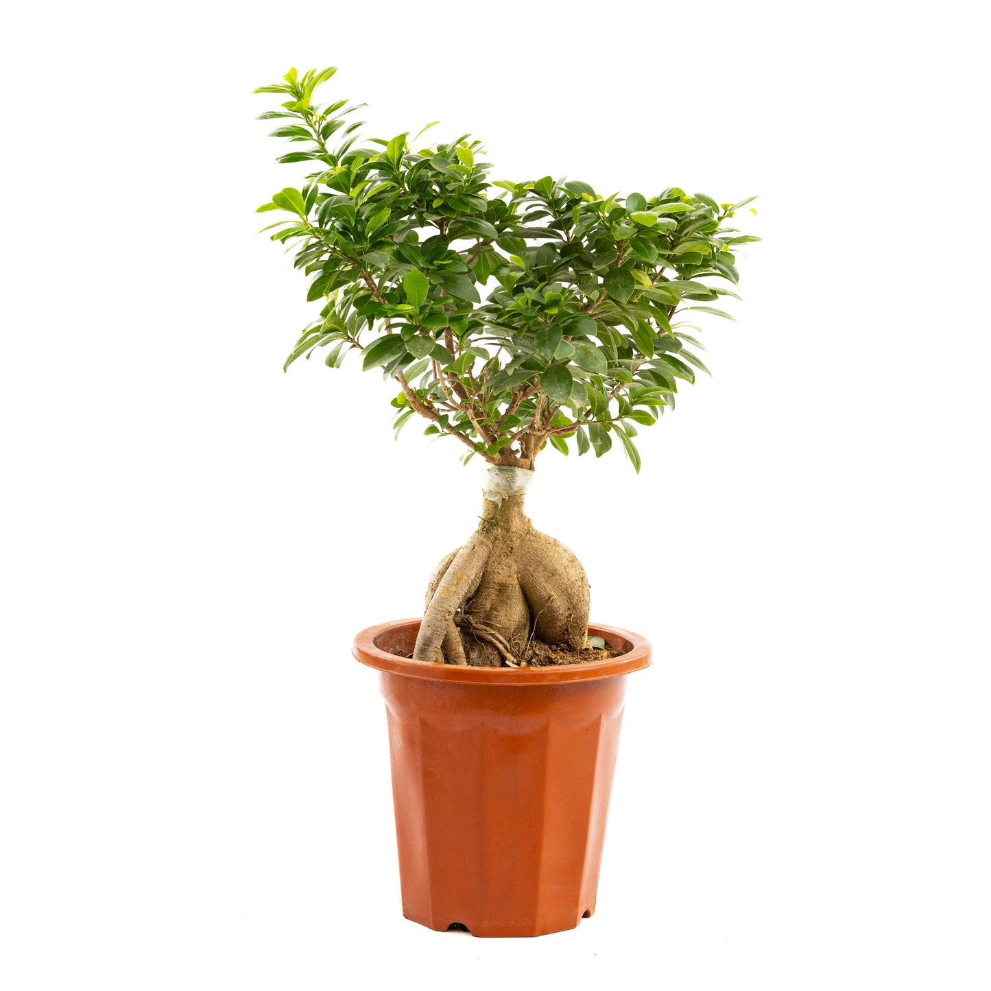 Ficus Ginseng, a botanical masterpiece with twisted trunks and glossy leaves, perfect for modern and traditional interiors, thriving in bright indirect light.