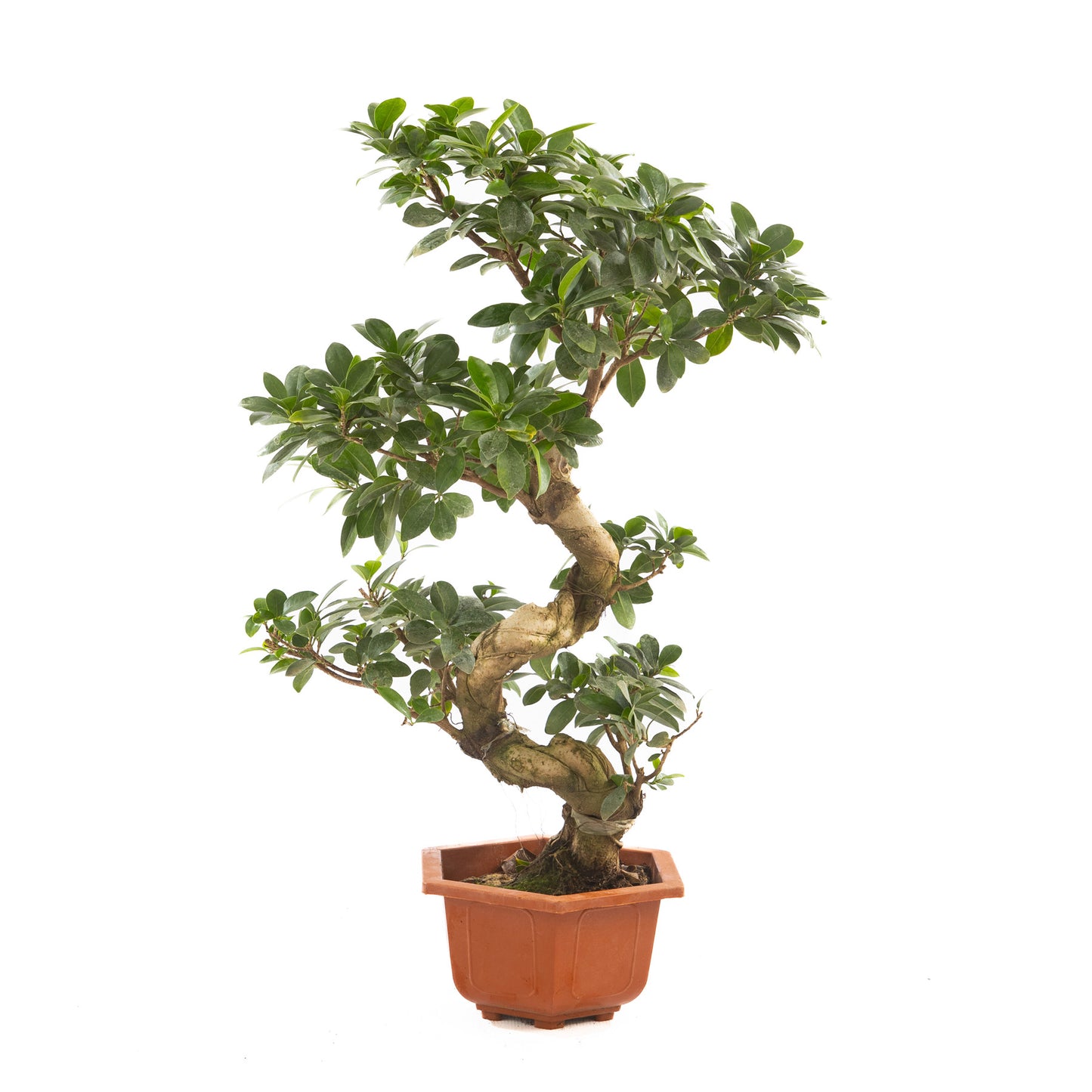 A close-up view of the vibrant green leaves of a Ficus S plant, showcasing its unique foliage and botanical elegance