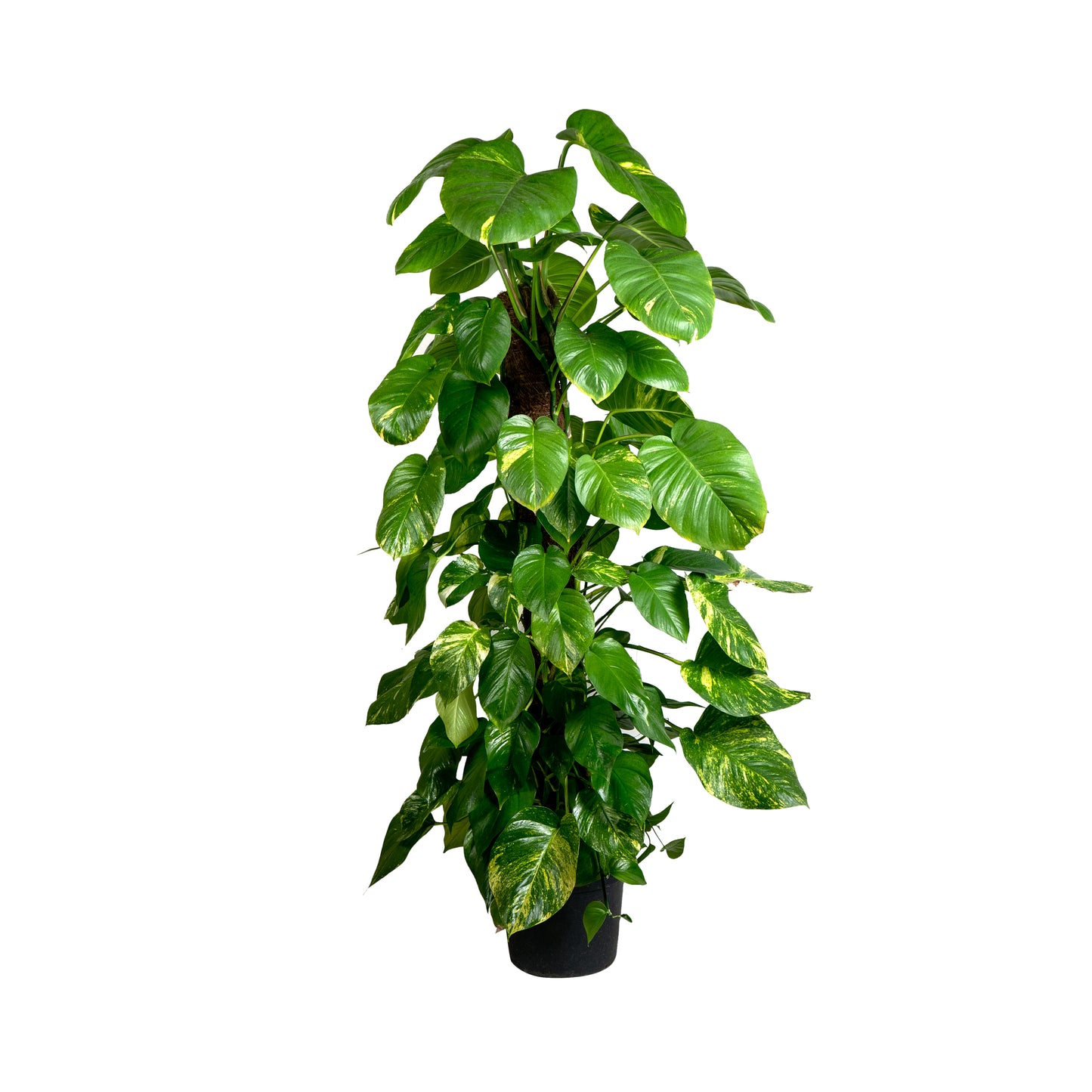 Golden Pothos