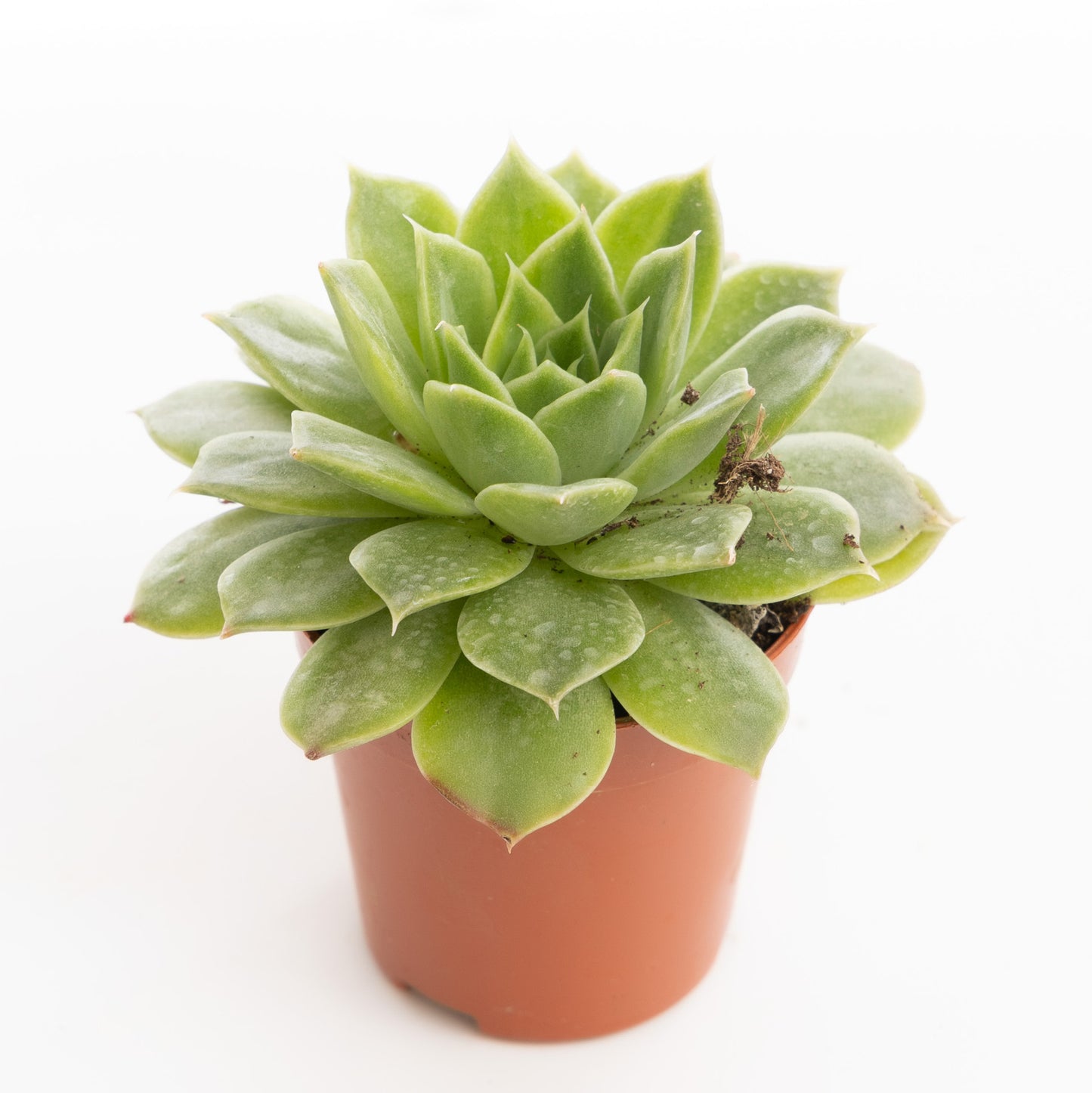 Green Echeveria