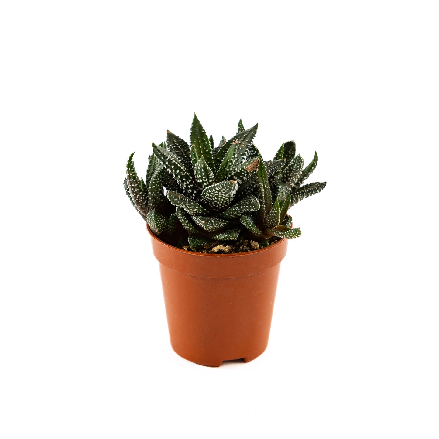 Haworthia plant with rosette-shaped leaves, featuring intricate patterns, perfect for adding a touch of natural artistry to indoor spaces.