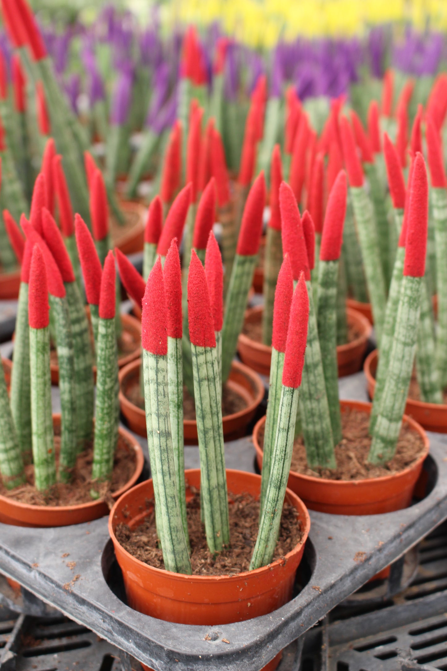 Spear Sansevieria