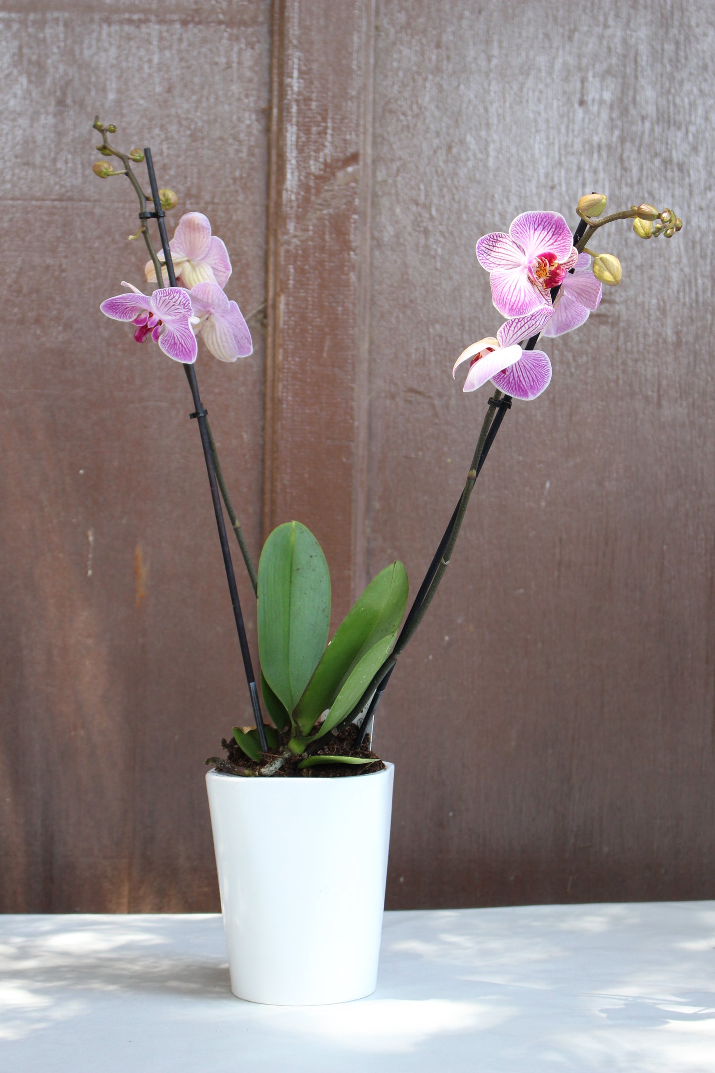 Striped Pink Moth Orchid