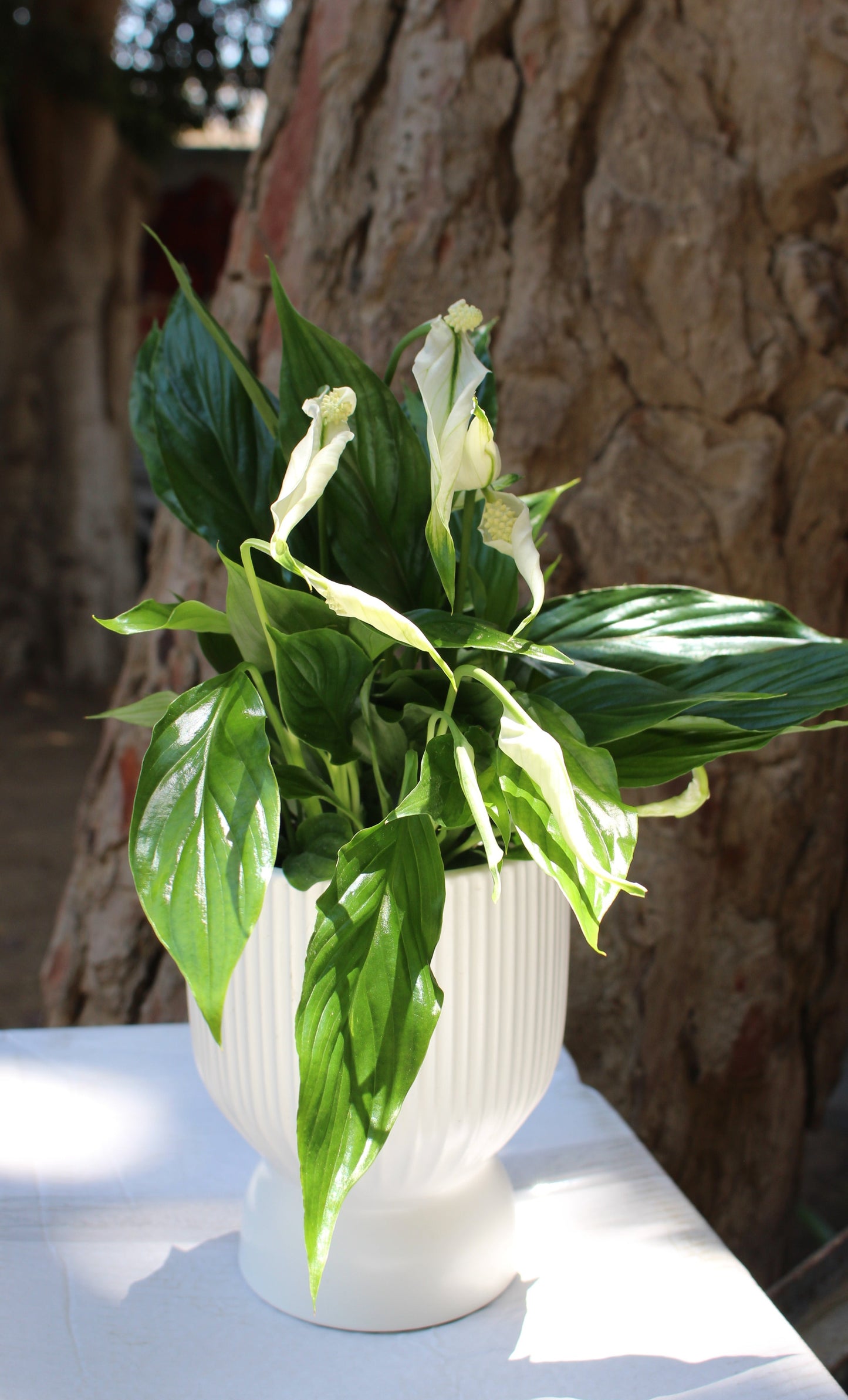 Peace Lily