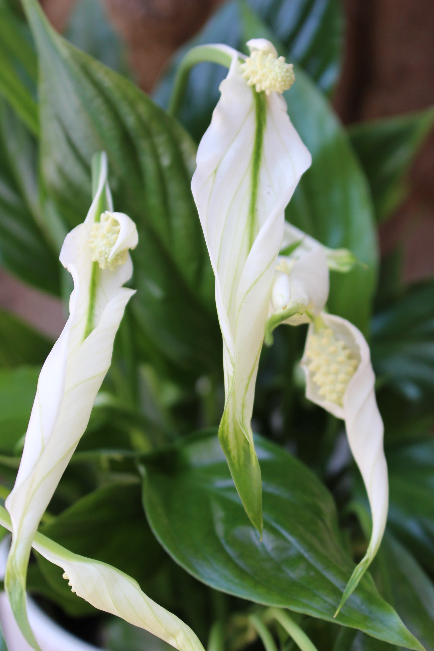 Peace Lily