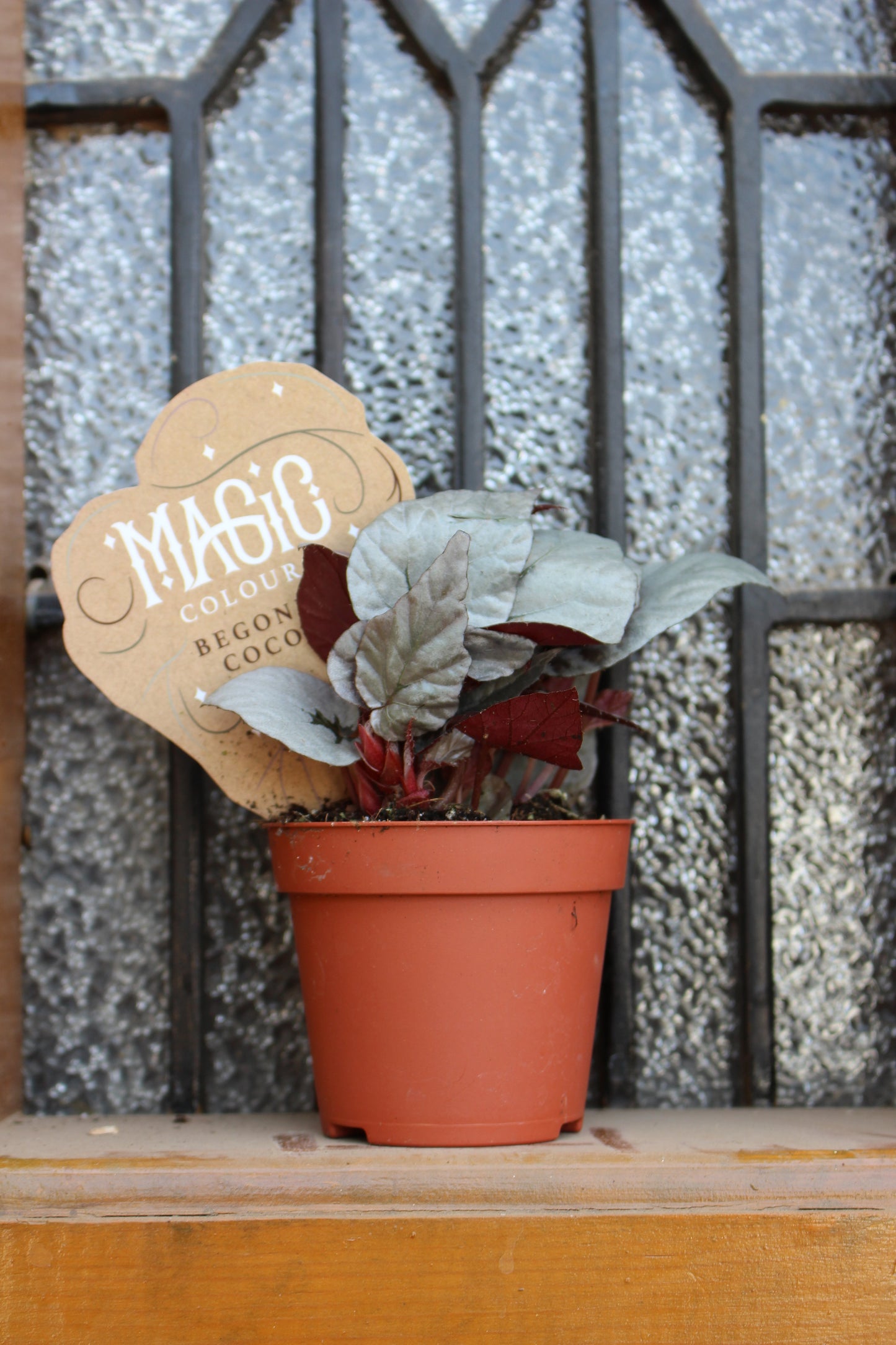 Begonia Cocoa