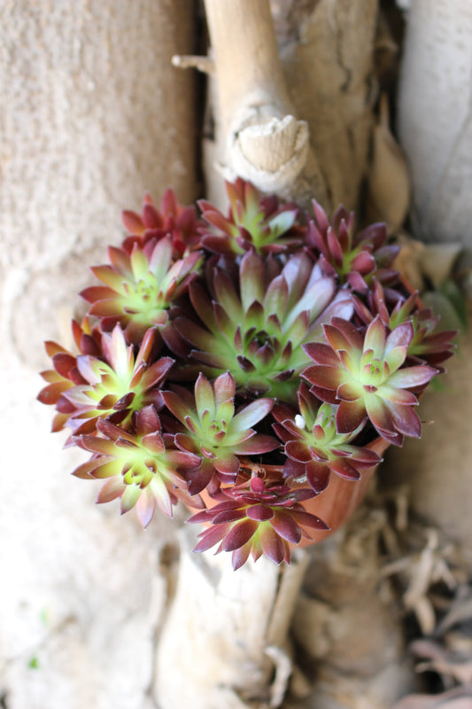 Flower Cactus