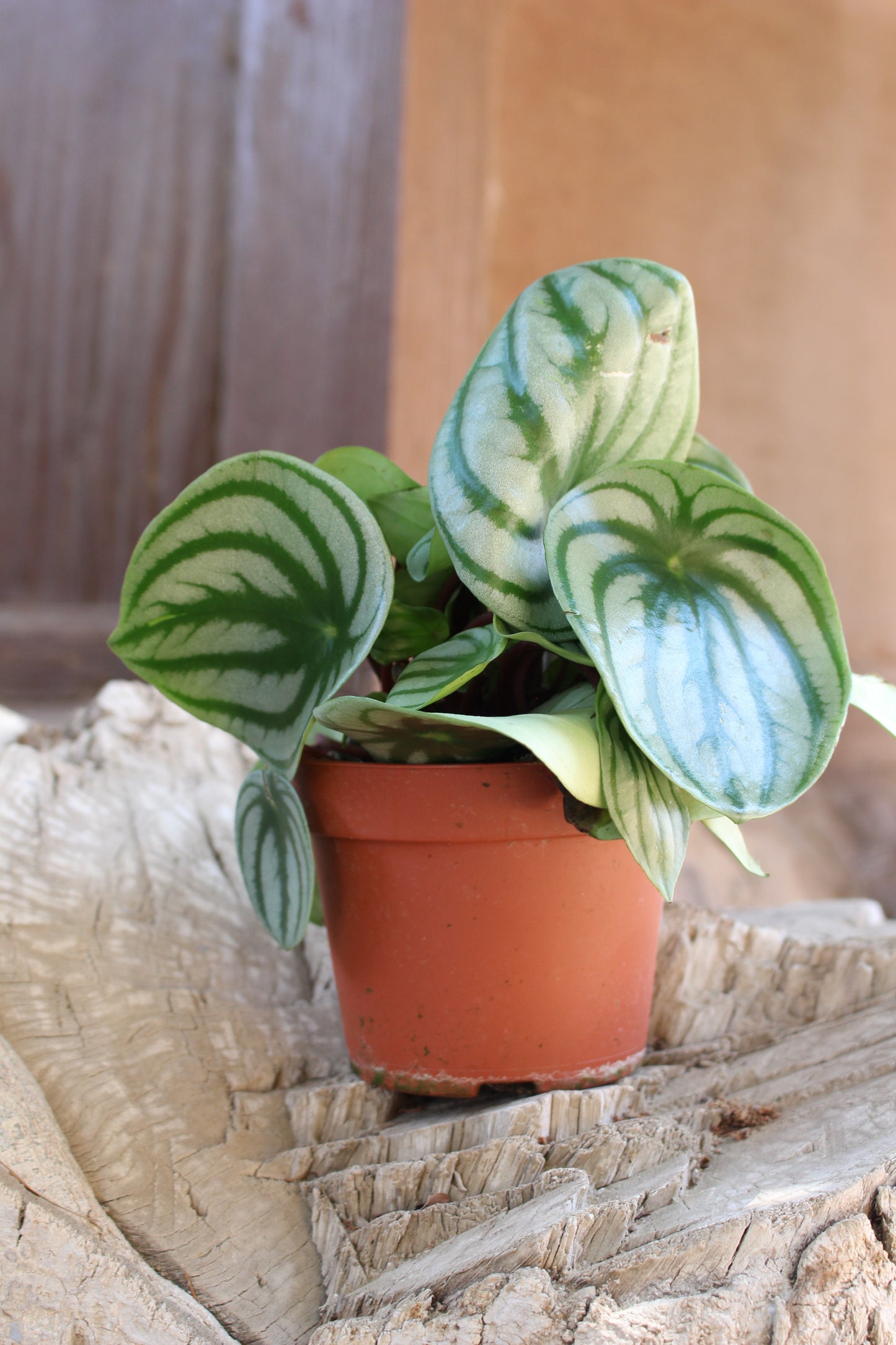 Watermelon Peperomia