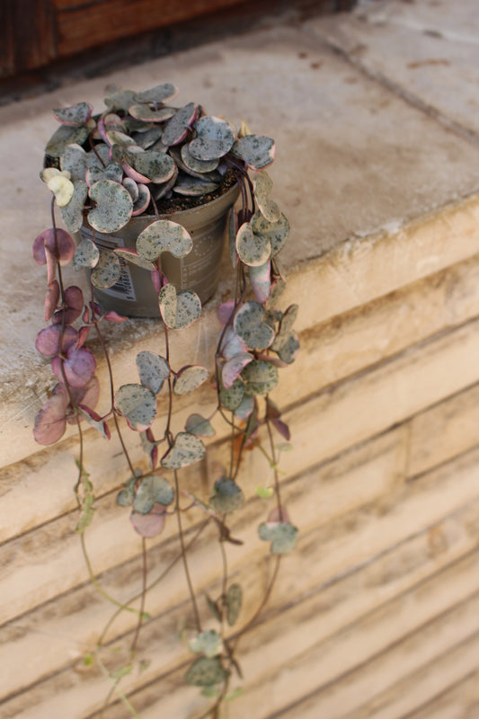 String of Hearts