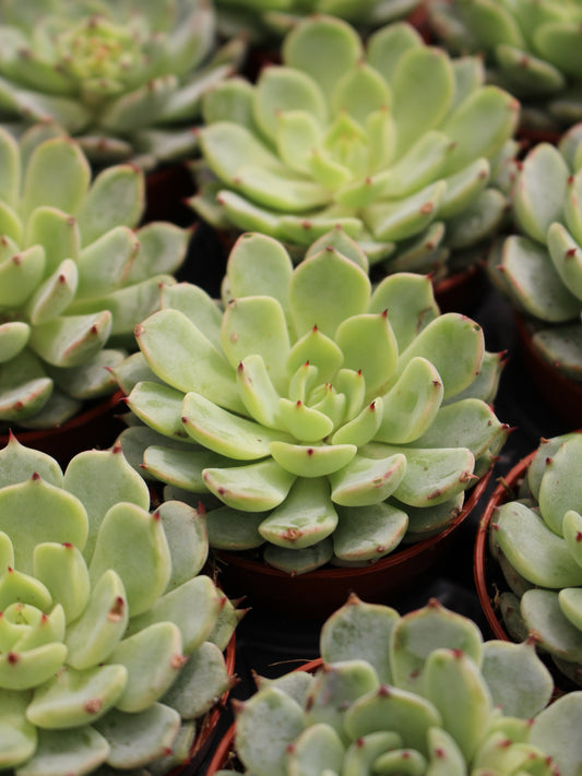 Echeveria Variants