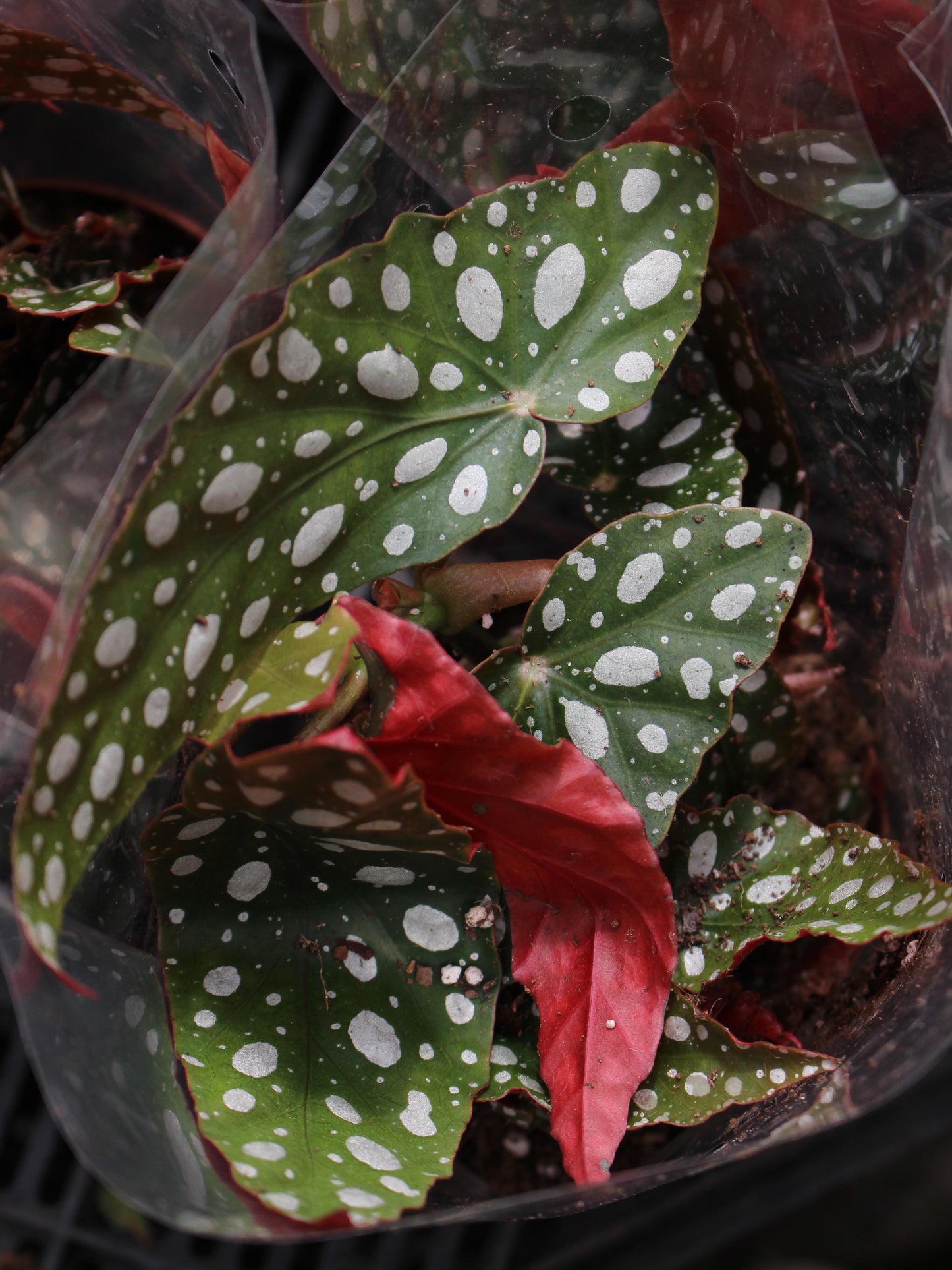 Begonia Maculata