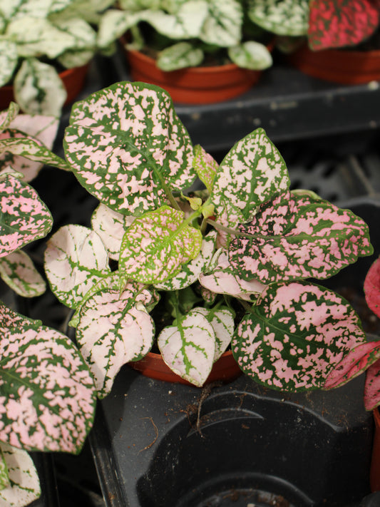 Hypoestes