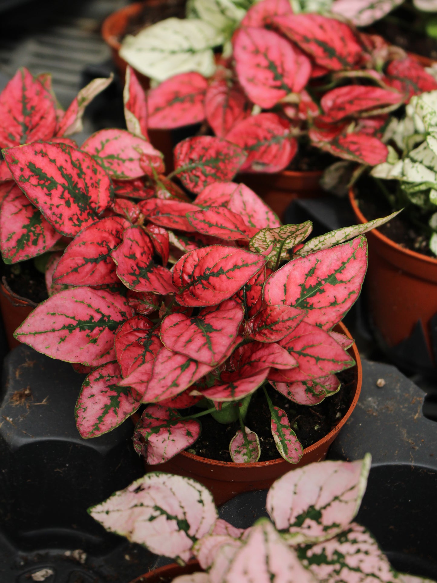 Hypoestes