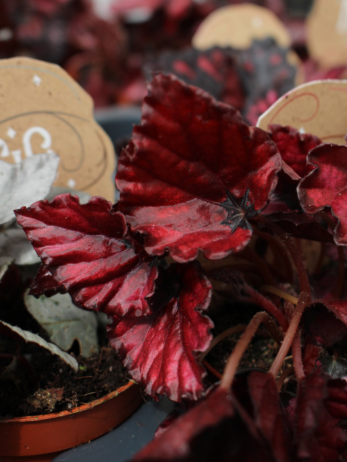 Begonia Red