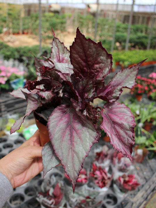 Begonia