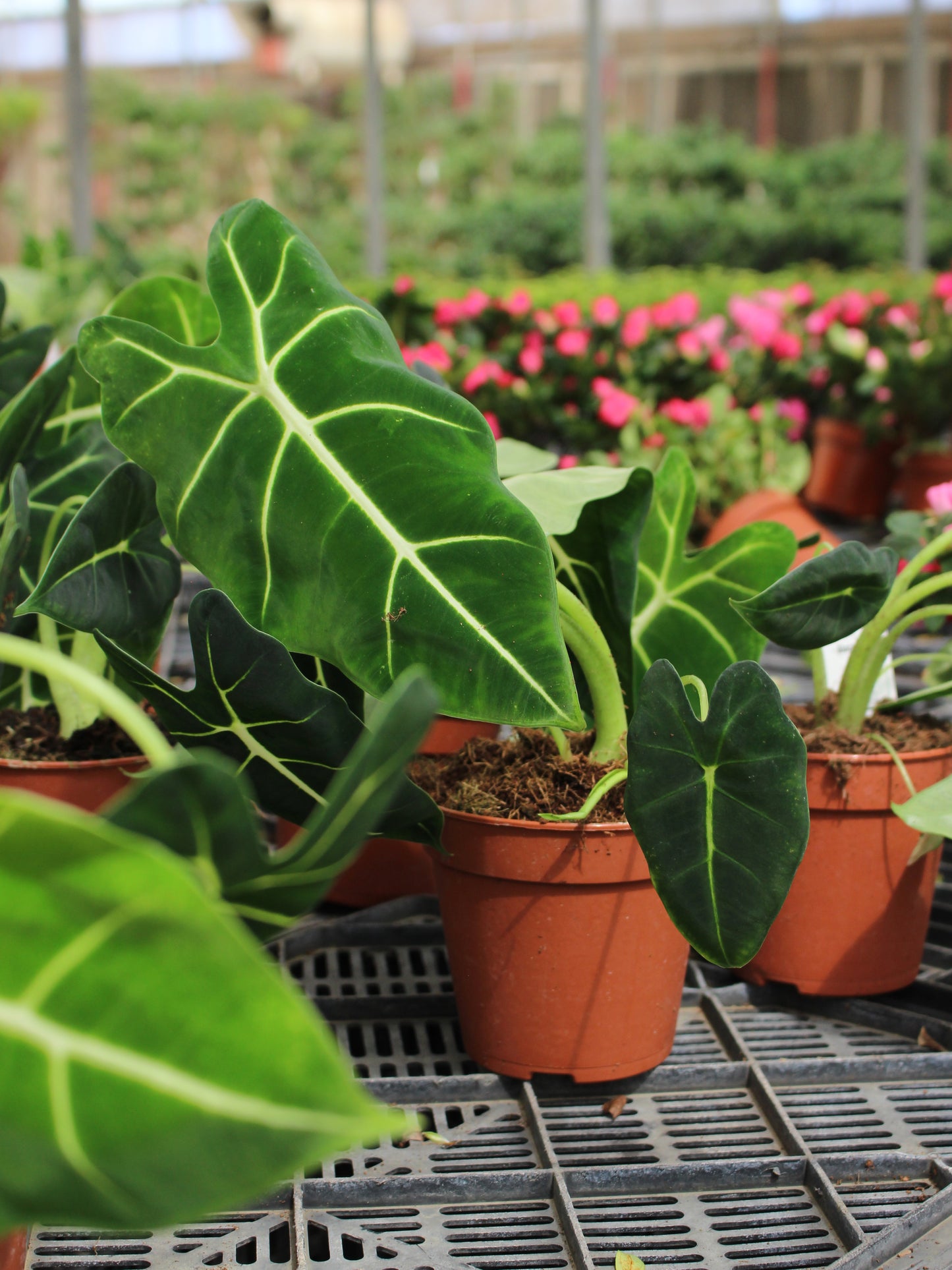 Alocasia Black Velvet