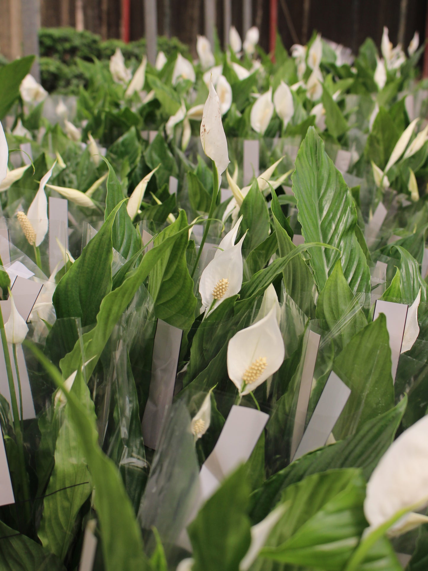 Peace Lily