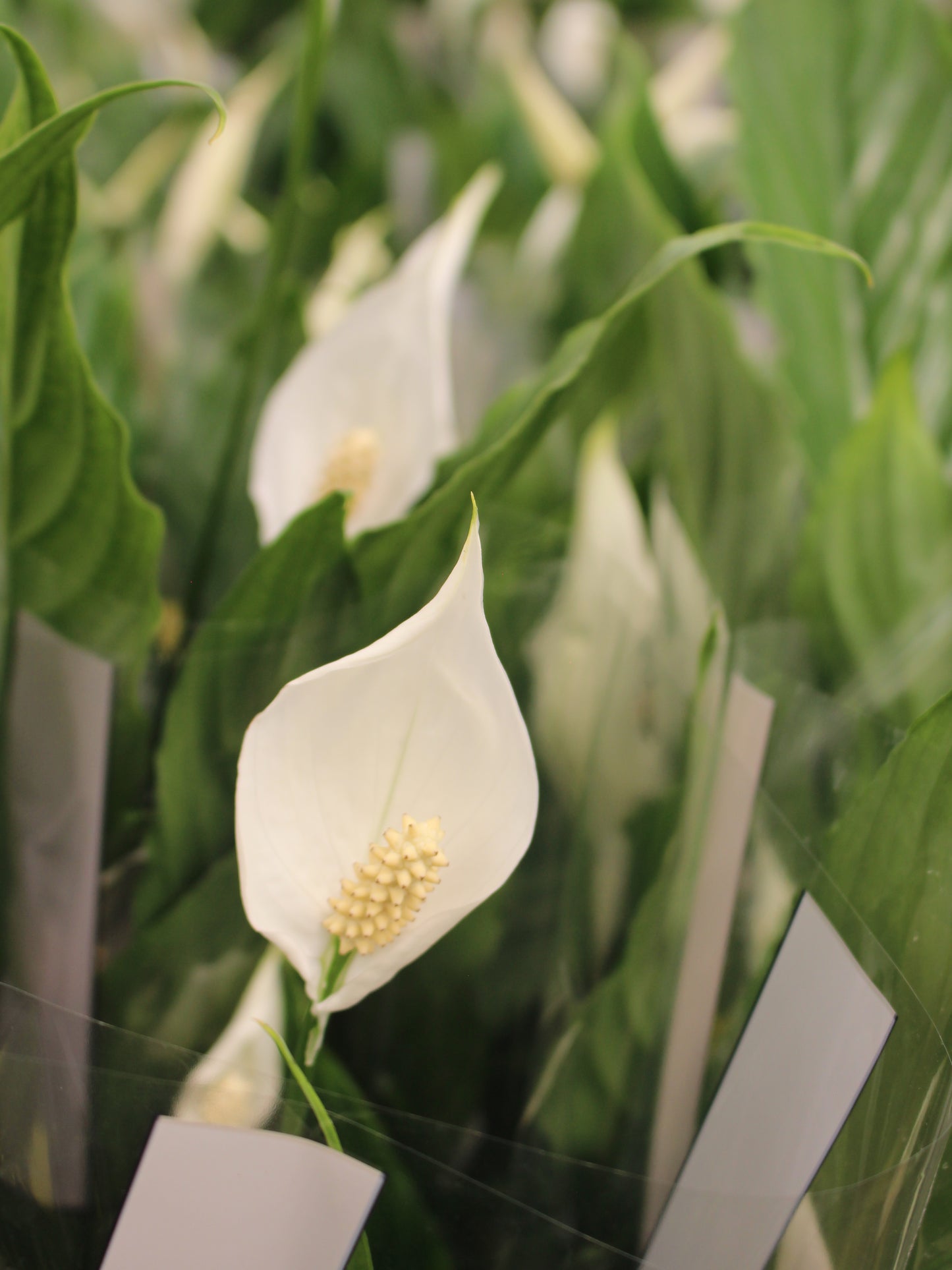 Peace Lily