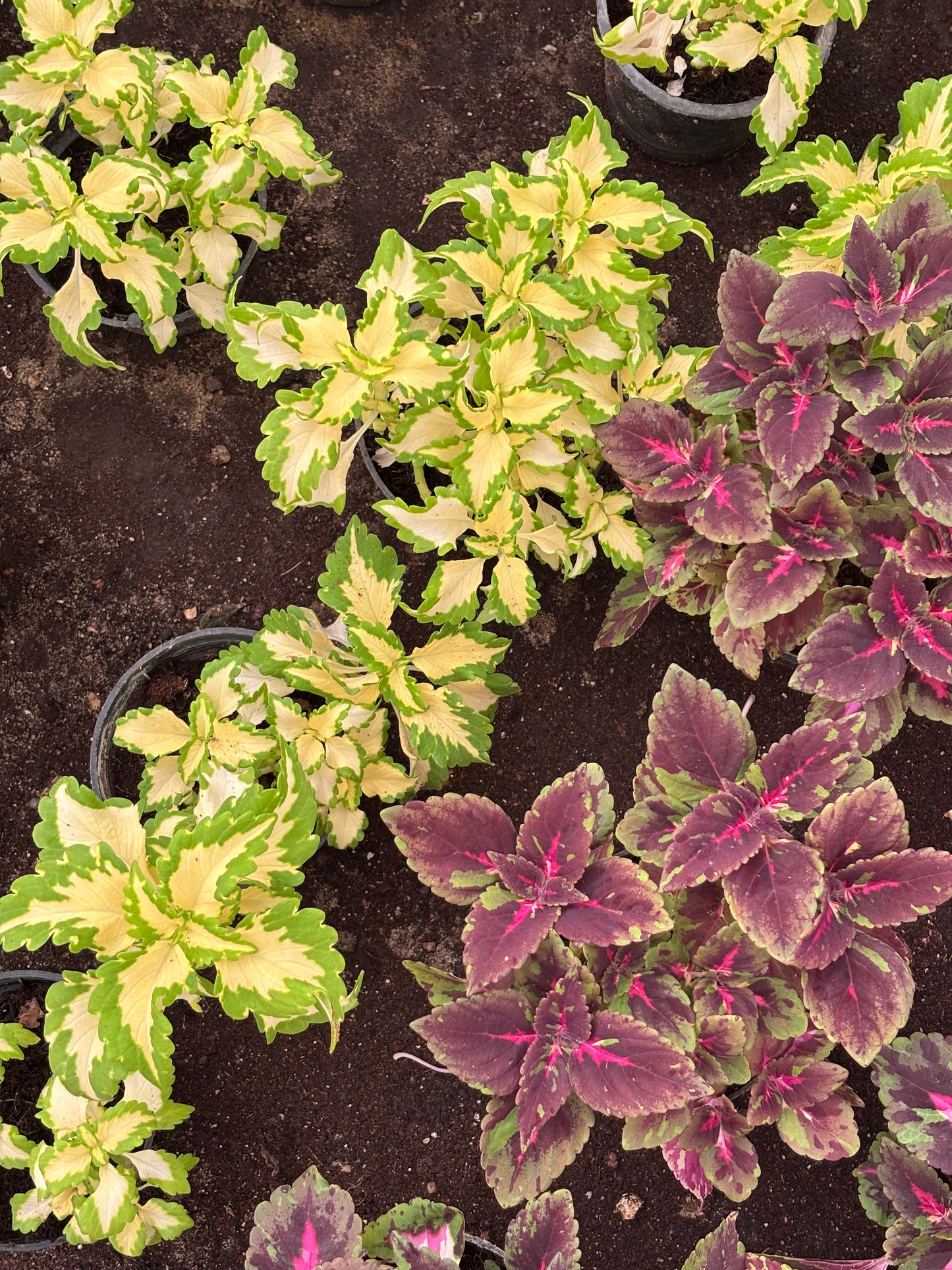 Coleus