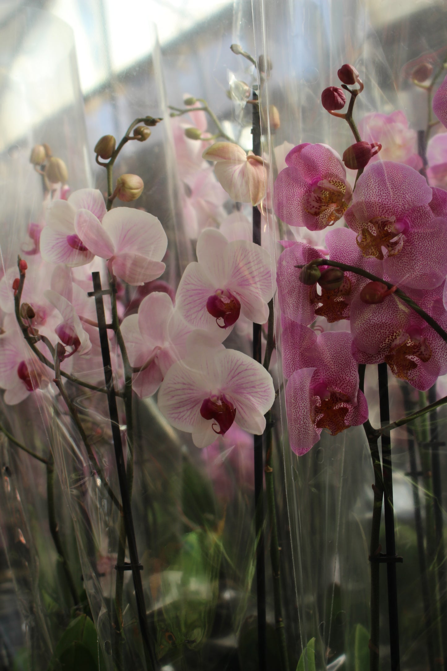 White Purple Striped Orchid