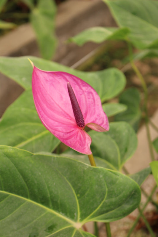 Pink Anthurium