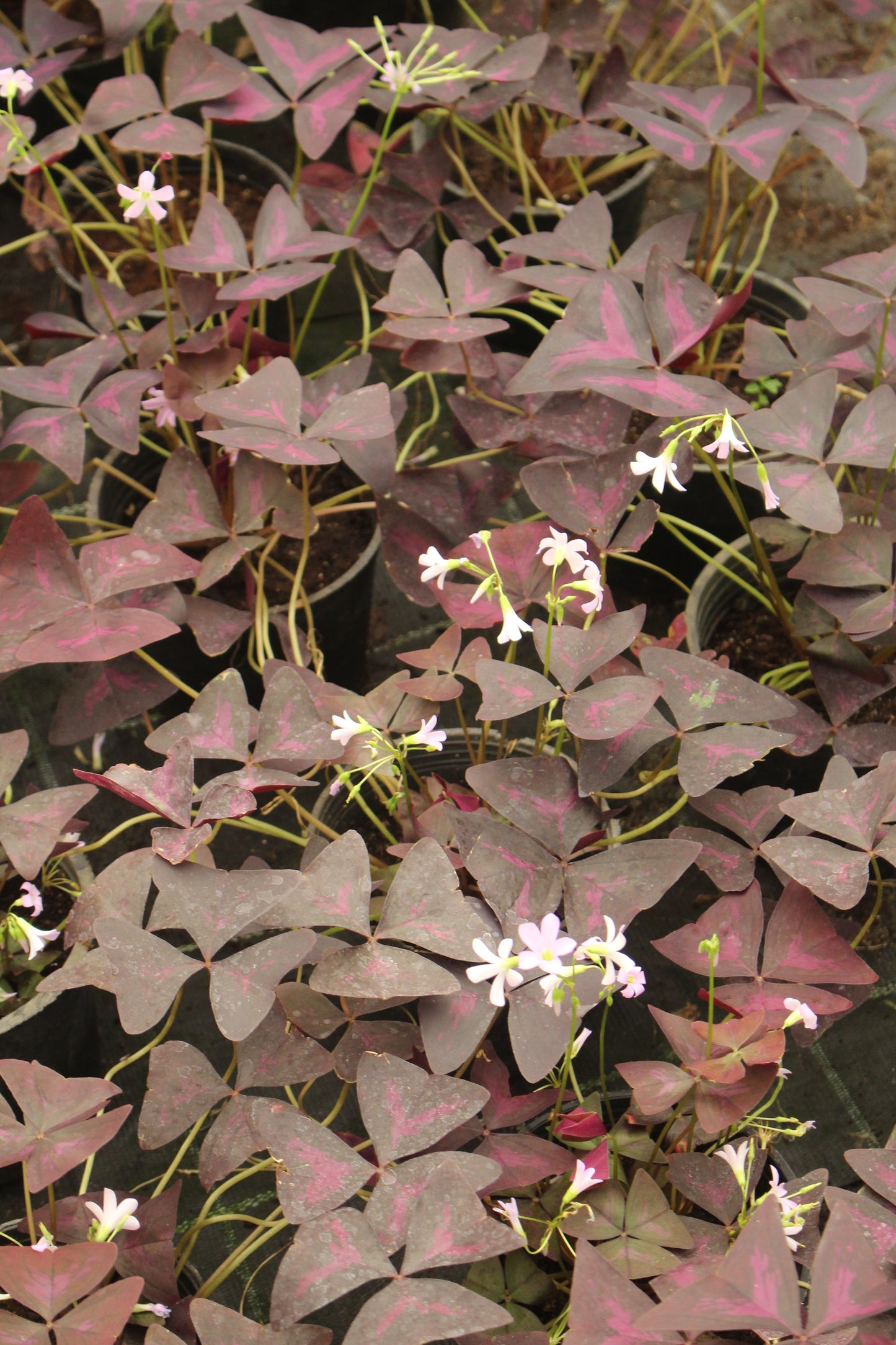 Purple Oxalis