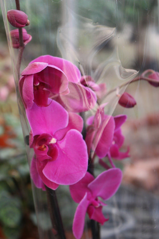 Moth Orchid