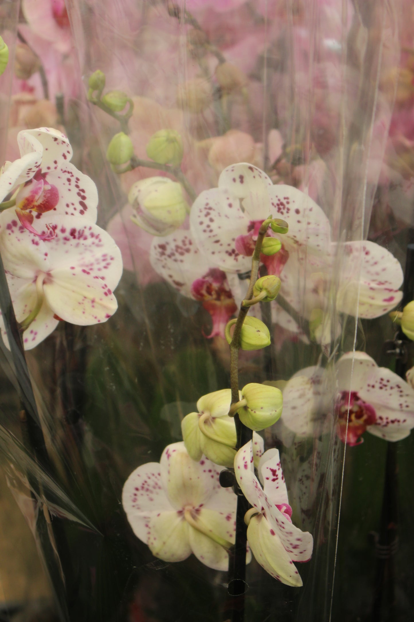 Pink Core Moth Orchid